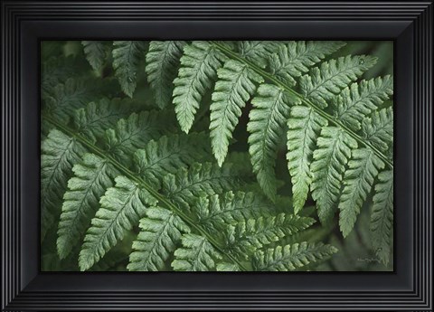 Framed Lady Ferns III Color Print