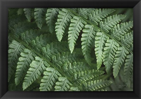 Framed Lady Ferns III Color Print