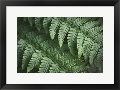 Framed Lady Ferns III Color Print