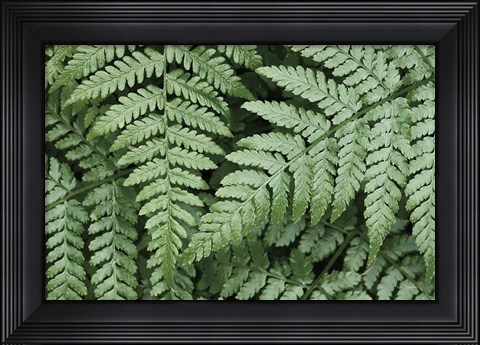 Framed Lady Ferns II Color Print