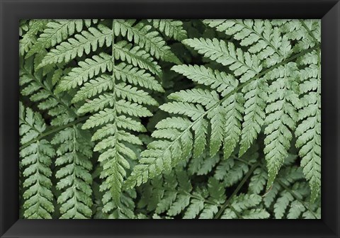 Framed Lady Ferns II Color Print