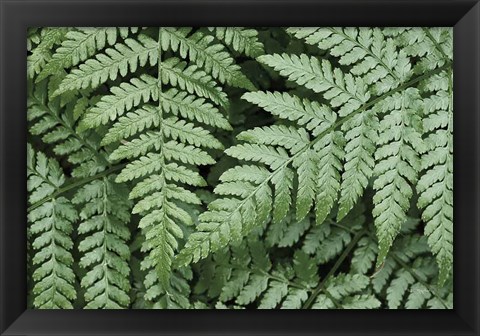 Framed Lady Ferns II Color Print