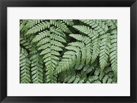 Framed Lady Ferns II Color Print