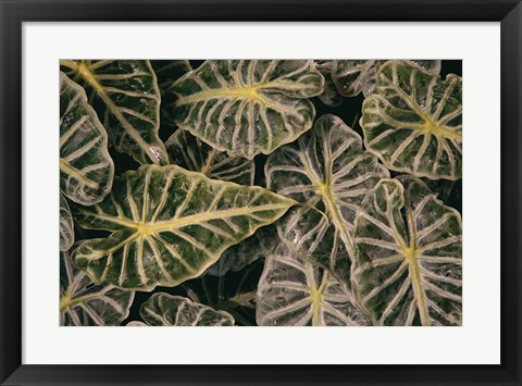 Framed Greenery Abounds Print