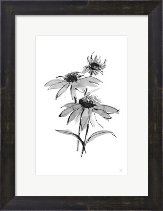 Framed Wash Echinacea II Print