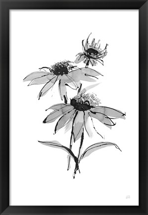 Framed Wash Echinacea II Print