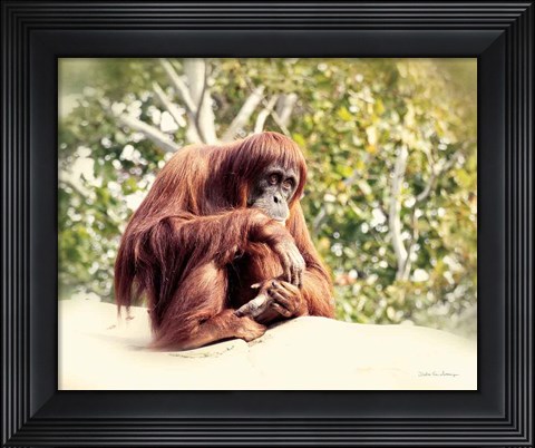 Framed Orangutan Print
