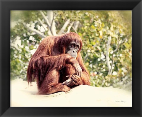 Framed Orangutan Print