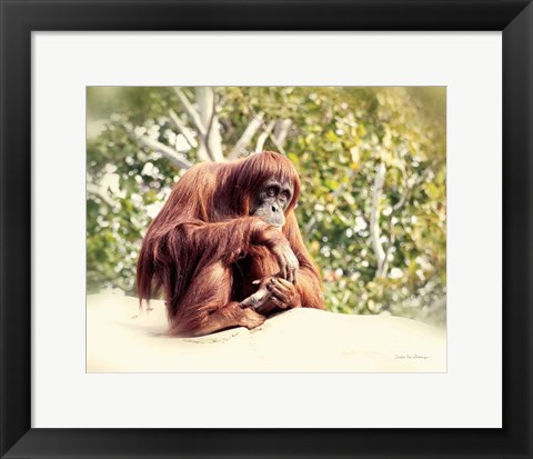 Framed Orangutan Print