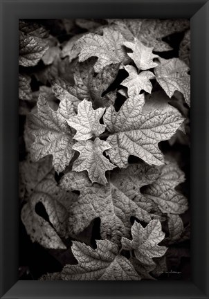 Framed Hydrangea Leaves in Black and White Print