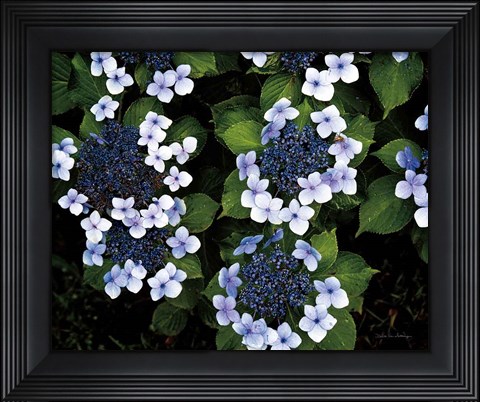 Framed Hydrangeas Opening Print