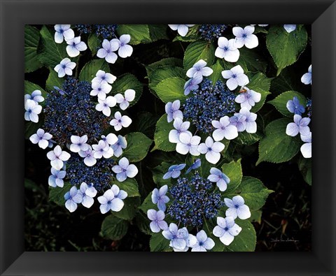 Framed Hydrangeas Opening Print