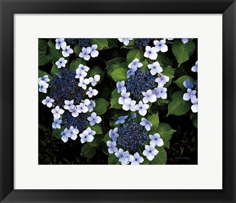 Framed Hydrangeas Opening Print