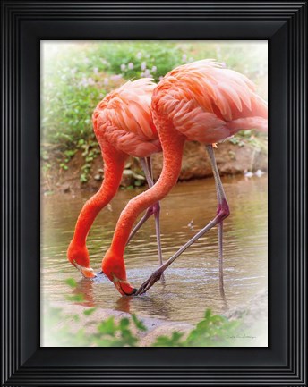 Framed Two Flamingos Print