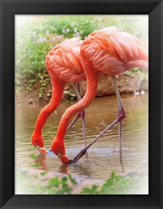 Framed Two Flamingos Print