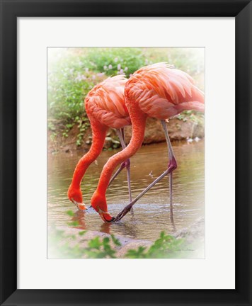 Framed Two Flamingos Print