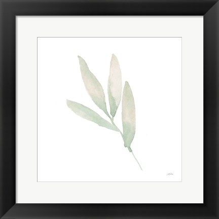 Framed Sage III Print