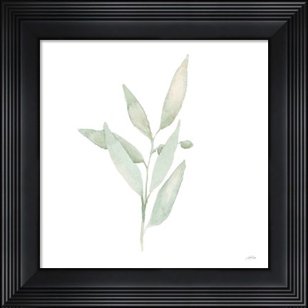 Framed Sage II Print