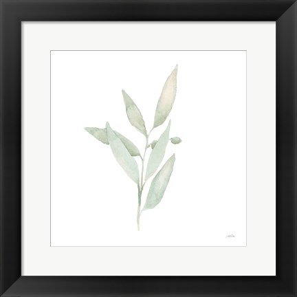 Framed Sage II Print