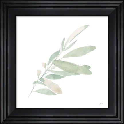 Framed Sage I Print