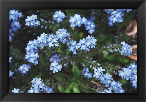 Framed Forget Me Nots IV Print