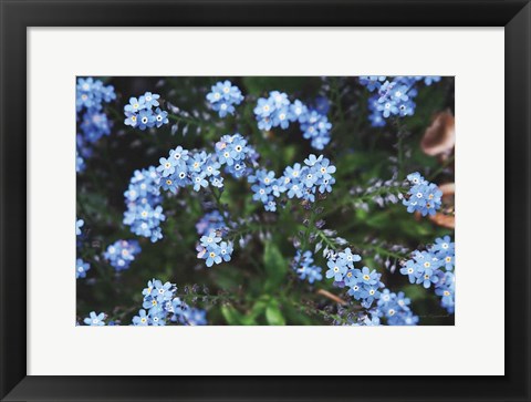 Framed Forget Me Nots IV Print