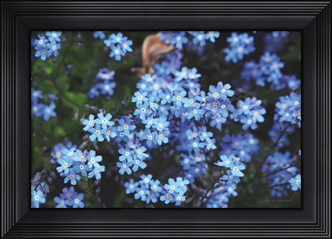 Framed Forget Me Nots III Print