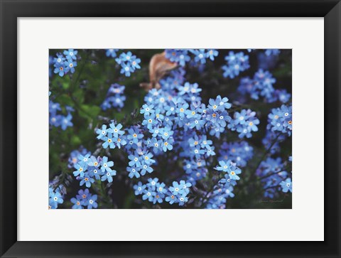 Framed Forget Me Nots III Print