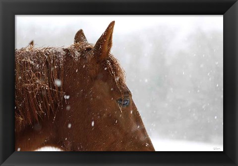 Framed Snowy Caleb Print