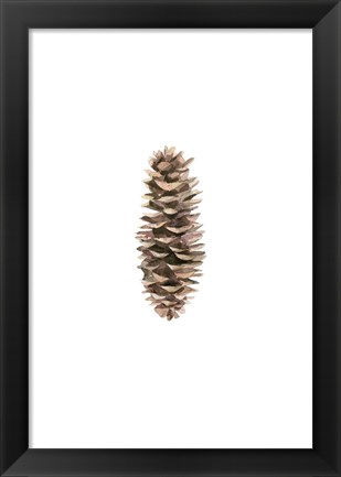 Framed Pine Cone I Print