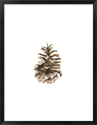 Framed Pine Cone II Print