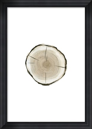 Framed Tree Slice I Print