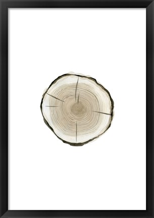 Framed Tree Slice I Print