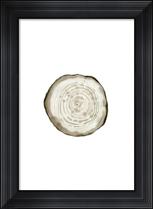 Framed Tree Slice II Print