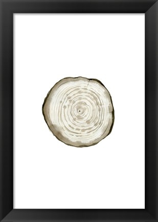 Framed Tree Slice II Print