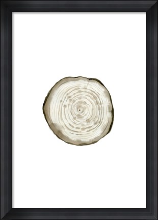 Framed Tree Slice II Print