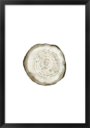 Framed Tree Slice II Print