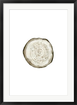 Framed Tree Slice II Print
