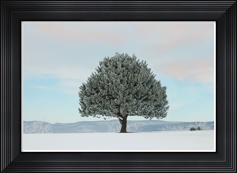 Framed Frosted Pine Print