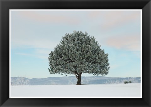 Framed Frosted Pine Print