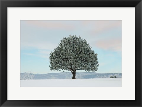 Framed Frosted Pine Print