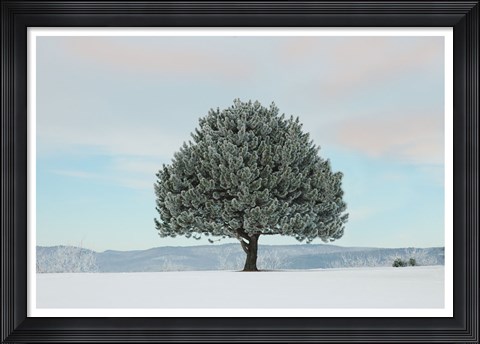 Framed Frosted Pine Print