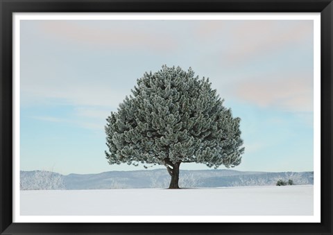 Framed Frosted Pine Print