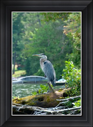 Framed Heron on Lake George Print