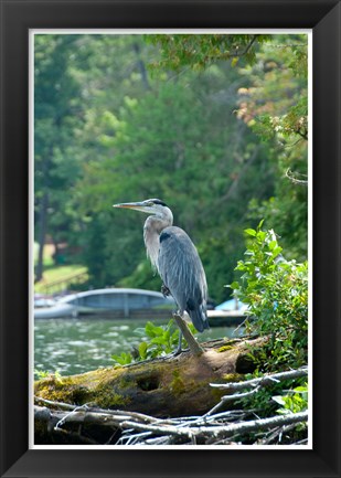 Framed Heron on Lake George Print