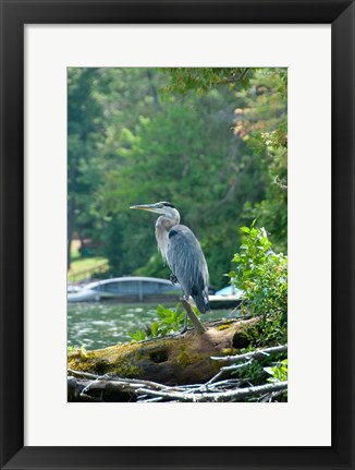 Framed Heron on Lake George Print