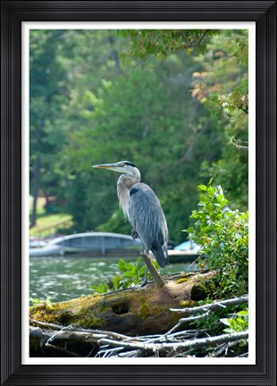 Framed Heron on Lake George Print
