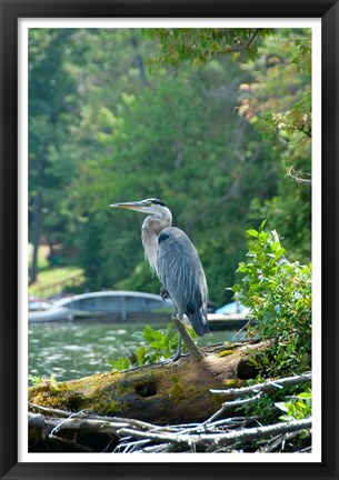 Framed Heron on Lake George Print