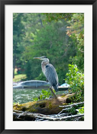 Framed Heron on Lake George Print