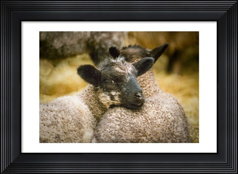 Framed Pals Print